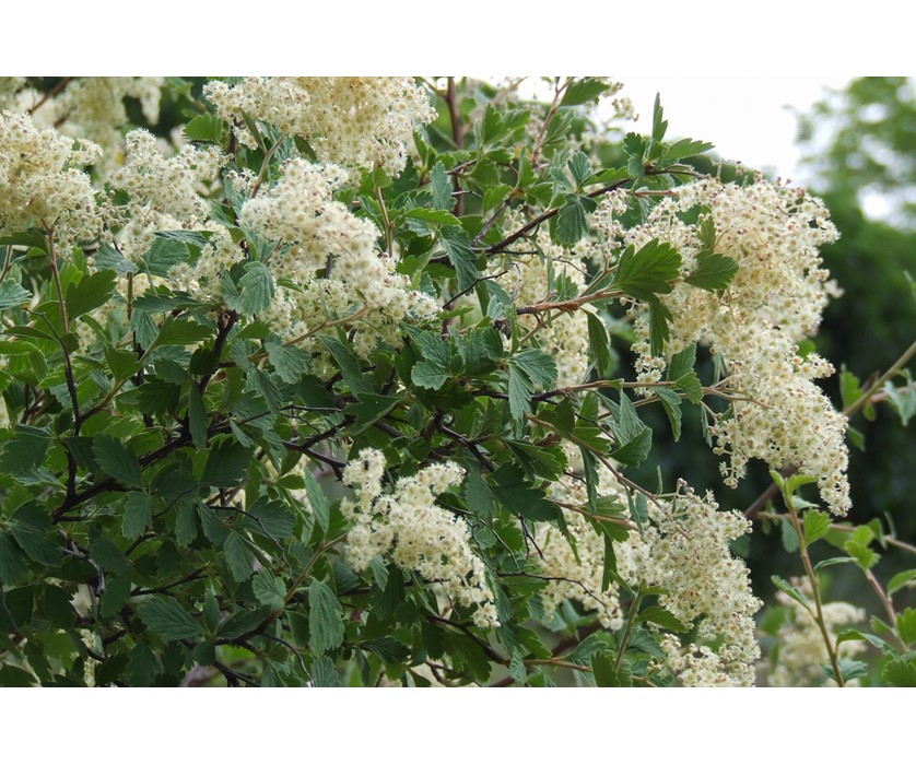 Rock Spirea